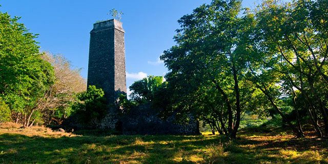 Bel ombre wilderness tour at bel ombre nature reserve (4)